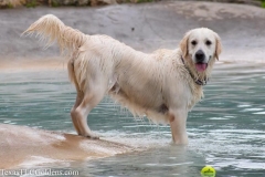 TexasT-LC-Golden-Retrievers-fun-1-117-781x521-1