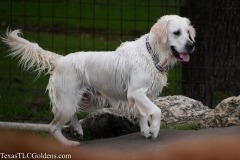 TexasT-LC-Golden-Retrievers-fun-1-121-911x607-1