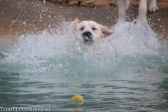 TexasT-LC-Golden-Retrievers-fun-1-122-957x638-1