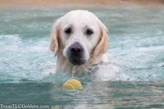 TexasT-LC-Golden-Retrievers-fun-1-125-613x409-1
