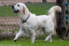 TexasT-LC-Golden-Retrievers-fun-1-126-491x327-1