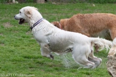 TexasT-LC-Golden-Retrievers-fun-1-134-464x309-1
