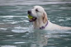 TexasT-LC-Golden-Retrievers-fun-1-142-1045x696-1