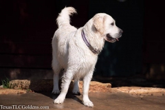 TexasT-LC-Golden-Retrievers-fun-1-27-959x639-1