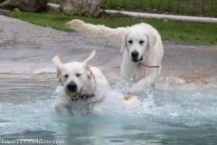 TexasT-LC-Golden-Retrievers-fun-1-42-491x327-1
