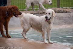 TexasT-LC-Golden-Retrievers-fun-1-62-1096x730-1