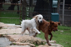 TexasT-LC-Golden-Retrievers-fun-1-69-1093x729-1
