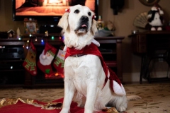 Texas_TLC_Golden_Retrievers-Christmas-2019-21-1165x776
