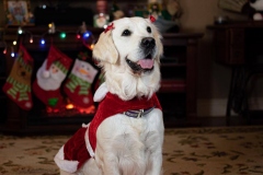 Texas_TLC_Golden_Retrievers-Christmas-2019-23-881x587