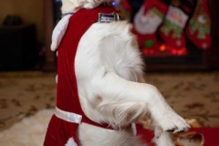 Texas_TLC_Golden_Retrievers-Christmas-2019-25-800x1200