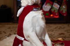 Texas_TLC_Golden_Retrievers-Christmas-2019-26-800x1200