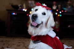 Texas_TLC_Golden_Retrievers-Christmas-2019-27-900x600