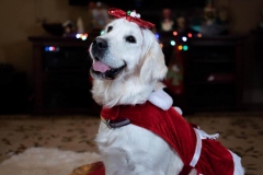 Texas_TLC_Golden_Retrievers-Christmas-2019-28-1120x746
