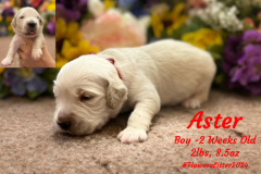 Aster-2_weeks