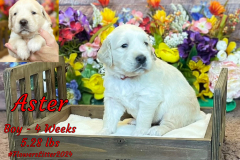 Aster-4_weeks