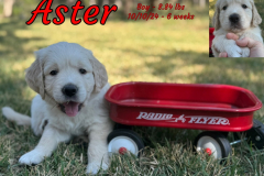 Aster-6_weeks