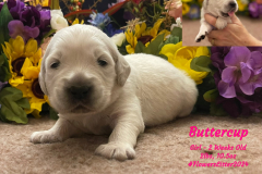 Buttercup-2_weeks