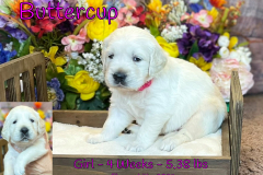 Buttercup-4_weeks
