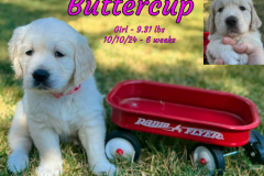 Buttercup-6_weeks