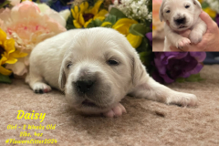 Daisy-2_weeks