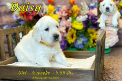 Daisy-4_weeks
