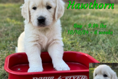 Hawthorn-6_weeks-stretched