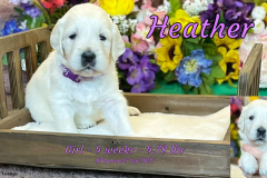 Heather-4_weeks