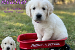 Heather-6_weeks