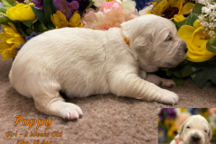 Poppy-2_weeks