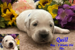 Quill-2_weeks