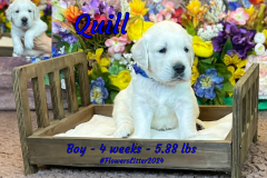 Quill-4_weeks