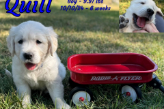 Quill-6_weeks