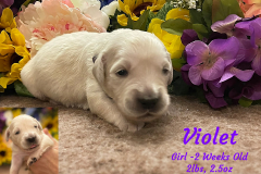 Violet-2_weeks