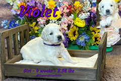 Violet-4_weeks