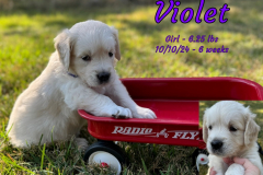 Violet-6_weeks
