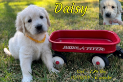 daisy-6_weeks