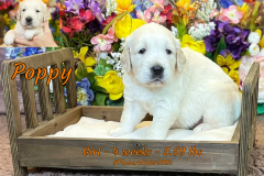 poppy-4_weeks