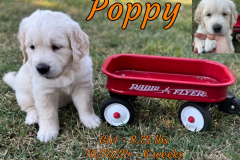 poppy-6_weeks