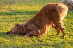 Golden-Retriever-Texas-TLC-Goldens-1-23-627x418-1