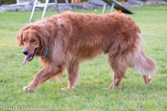 Golden-Retriever-Texas-TLC-Goldens-1-3-875x583-1