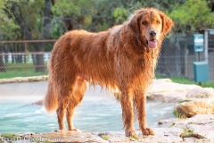 Golden-Retriever-Texas-TLC-Goldens-1-33-1029x686-1