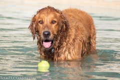 Golden-Retriever-fun-1-40-810x540-1