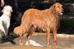 Golden-Retriever-fun-1-50-809x539-1