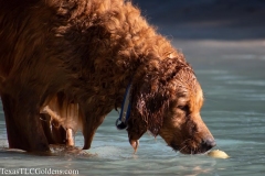 Golden-Retriever-fun-1-61-881x587-1