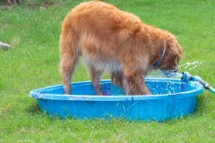 River - Golden Retriever - He LOVES the water