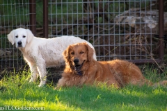 Emma - English Creme Golden Retriever at 4 months with our boy River