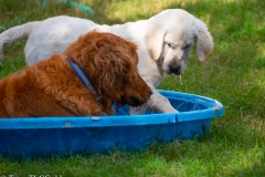 Golden_Retriever-Texas_TLC_Goldens-1-29