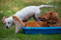 Golden_Retriever-Texas_TLC_Goldens-1-30