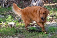 Golden_Retriever-Texas_TLC_Goldens-1-31
