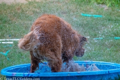 Golden_Retriever-Texas_TLC_Goldens-1-32